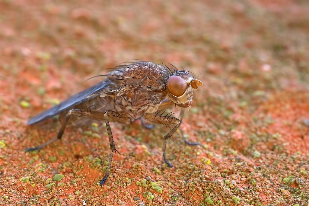 Suillia sp. (Heleomyzidae)